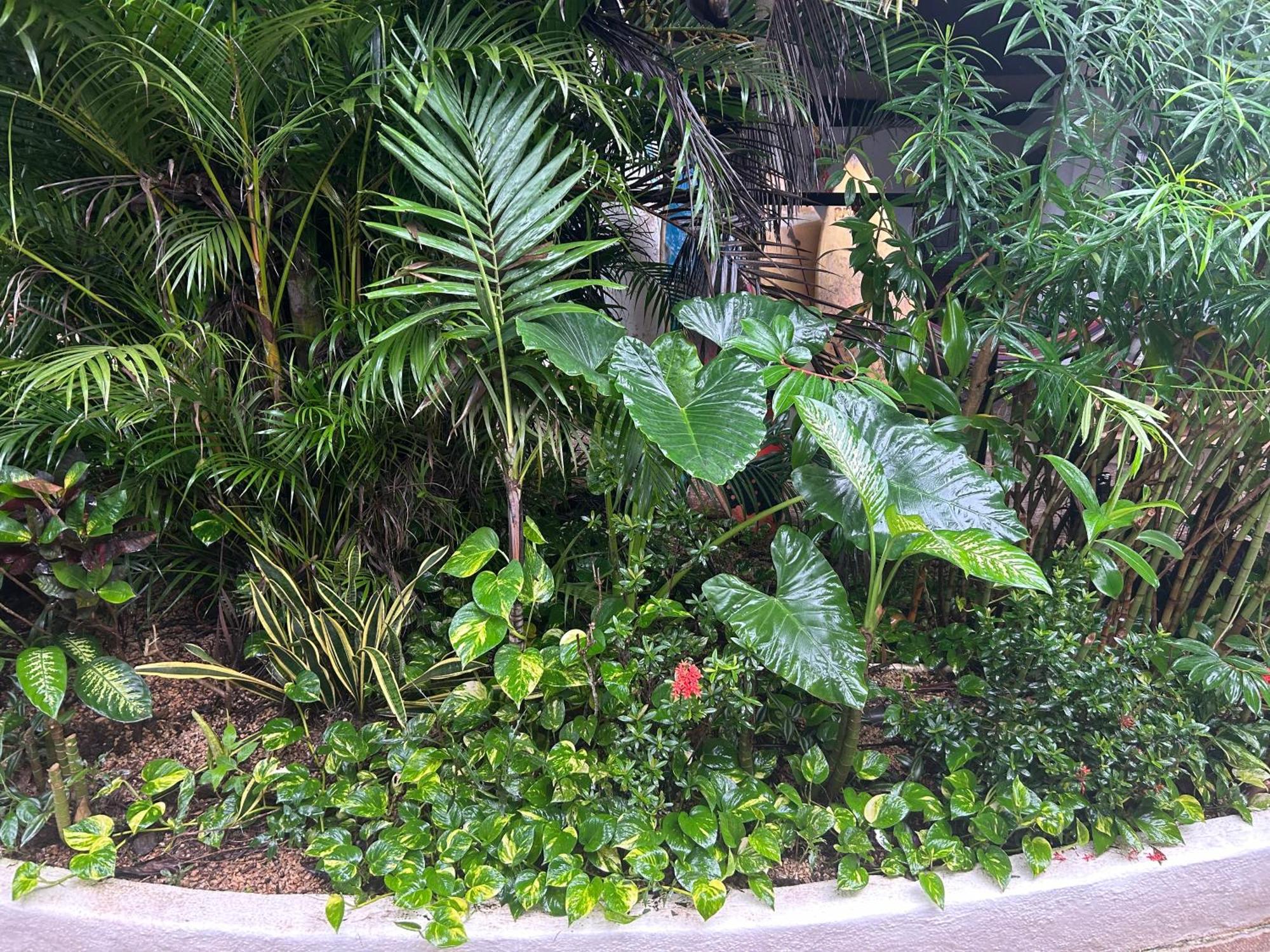 Pura Vida Hostel Tamarindo Buitenkant foto